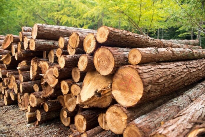 Изучаем древесину — различные виды, их свойства и области использования