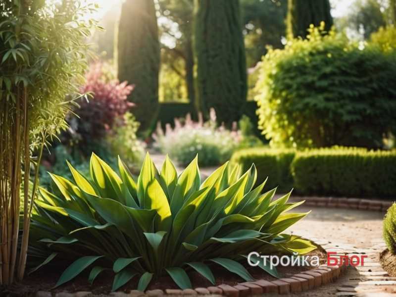 Зелёные кулисы из хвойников для уединения Зелёные кулисы из хвойников для уединения