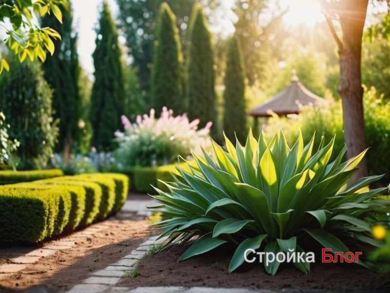Какие сорта роз подходят для уличного сада в разных климатах